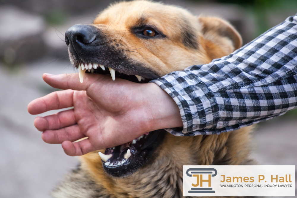 James Hall Personal Injury Lawyer Wilmington: James Hall Personal Injury Lawyer Wilmington Dog bite attorney Wilmington DE